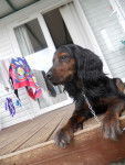 Laïka - Cocker Anglais (2 ans)