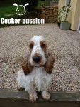 Frimousse - Cocker Anglais