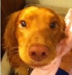 Switch - Cocker Anglais Mâle (2 ans)