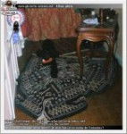 Uzco - Cocker Anglais Mâle (3 mois)