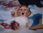 Pixel - Cocker Anglais Mâle (3 mois)