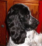 Garbo Kap'KanaY - Cocker Anglais (1 an)