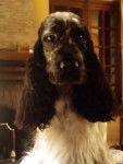 Angie - Cocker Anglais (5 ans)