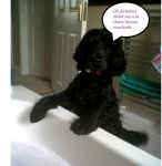 oscar looking in bath - Cocker Anglais Mâle (2 ans)