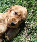 easy - Cocker Anglais (8 mois)