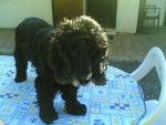 Chipie - Cocker Anglais