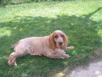 Mickey - Cocker Anglais Mâle (6 ans)