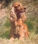 Dulce - Cocker Anglais Mâle (10 mois)