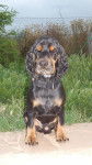 Bolly - Cocker Anglais Mâle (5 ans)