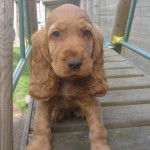 manchas - Cocker Anglais (1 mois)