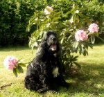 Beautyfulgirl - Cocker Anglais (5 ans)