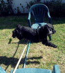 Beautyfulgirl - Cocker Anglais (5 ans)