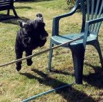 Beautyfulgirl - Cocker Anglais (5 ans)