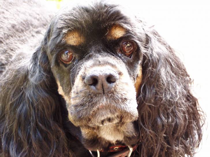 Taquine - Cocker Anglais (7 ans)