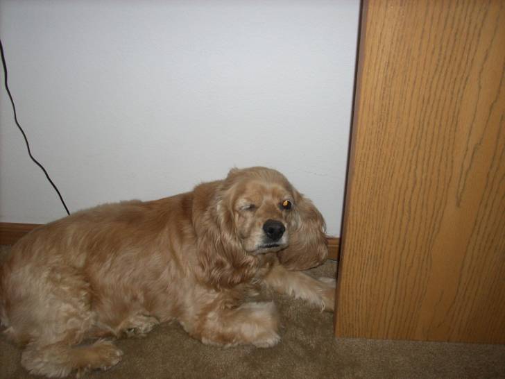 Roxy - Cocker Anglais (11 ans)