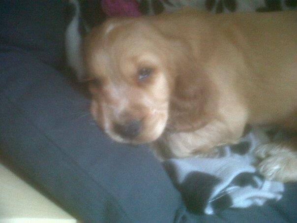 Bailey - Cocker Anglais Mâle (2 mois)