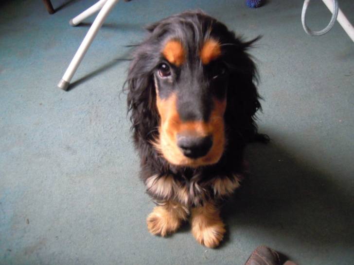 Géo - Cocker Anglais Mâle (10 mois)