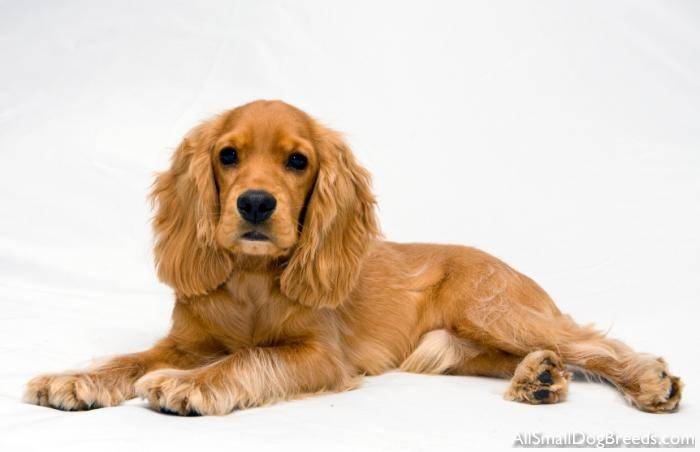 joy - Cocker Anglais Mâle (10 mois)