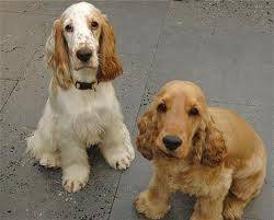 Hugo y Lolo - Cocker Anglais Mâle (1 an)