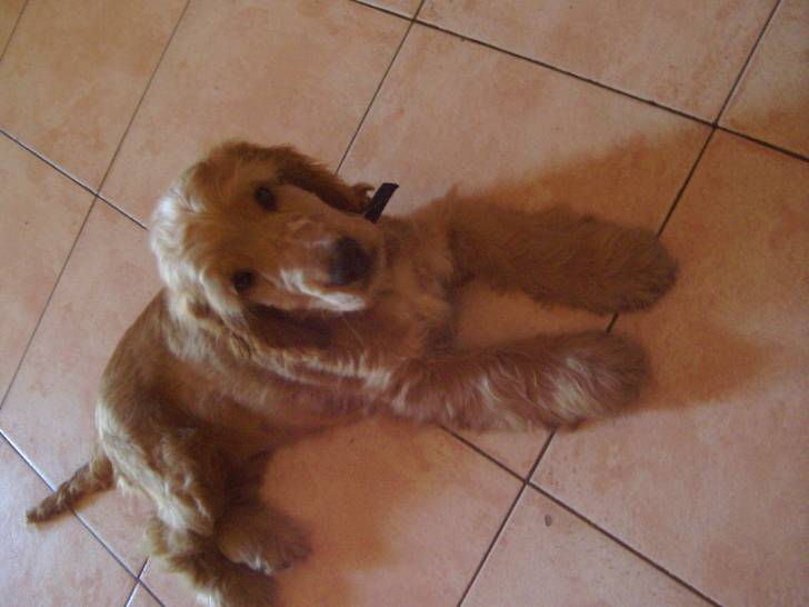 cheyenne - Cocker Anglais (4 ans)