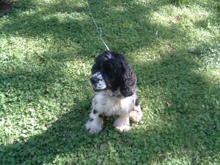 Mousse - Cocker Anglais Mâle (2 ans)