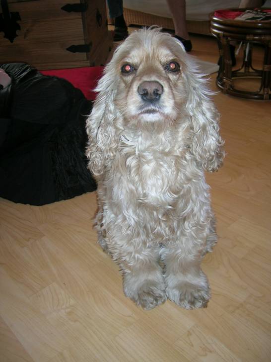 snoopy - Cocker Anglais Mâle (6 ans)