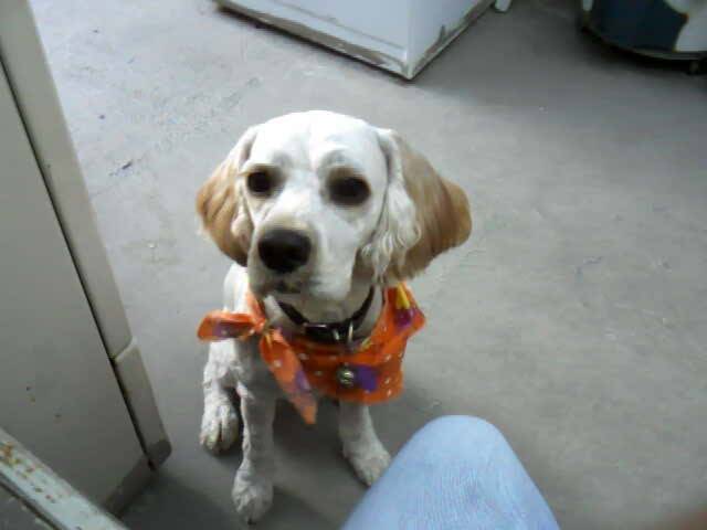 cooki - Cocker Anglais Mâle (2 ans)