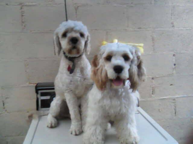 cooki & lizy - Cocker Anglais Mâle (3 ans)