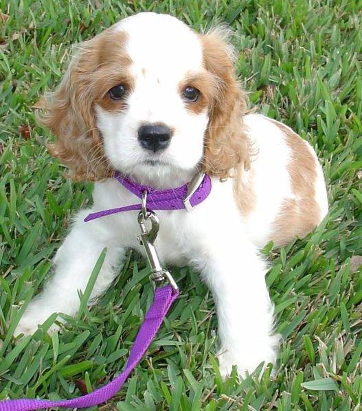 Lupita - Cocker Anglais (5 mois)