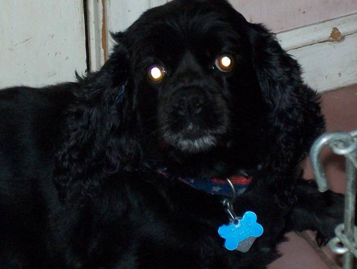 Brittney - Cocker Anglais (7 ans)
