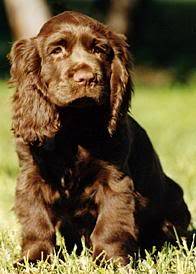 Cooper - Cocker Anglais Mâle (6 ans)