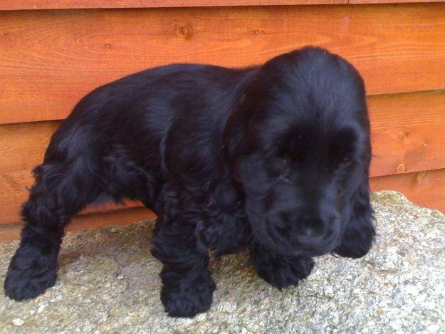 Elouk - Cocker Anglais Mâle (3 ans)