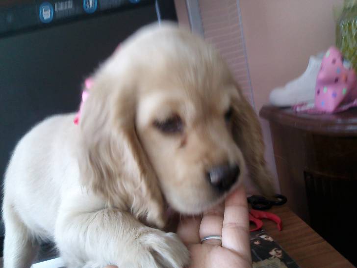 Babi - Cocker Anglais (6 mois)
