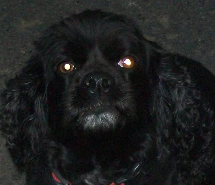 Brittney - Cocker Anglais (7 ans)