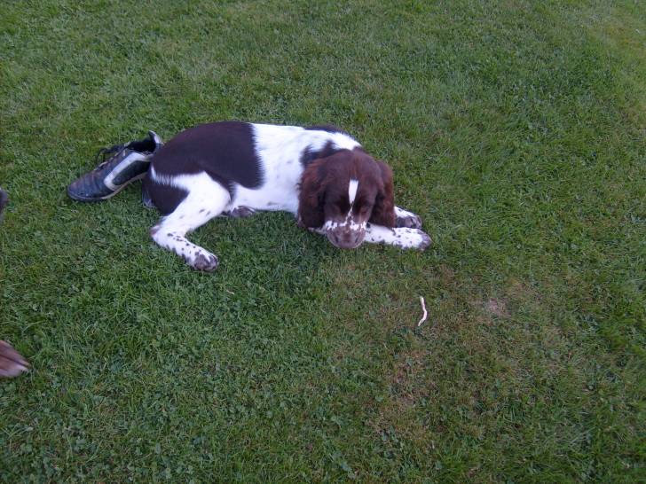 daisy - Cocker Anglais (1 an)