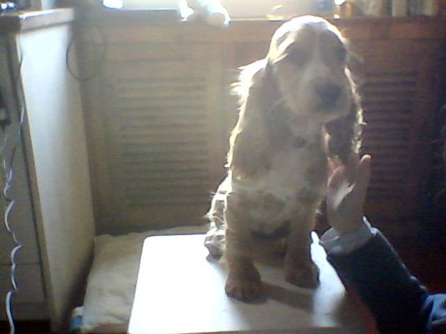free - Cocker Anglais (3 mois)