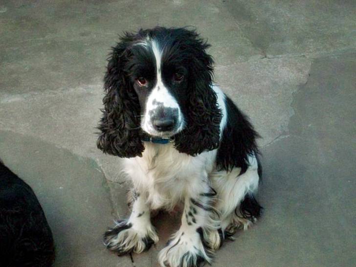 Dulce - Cocker Anglais Mâle (4 ans)