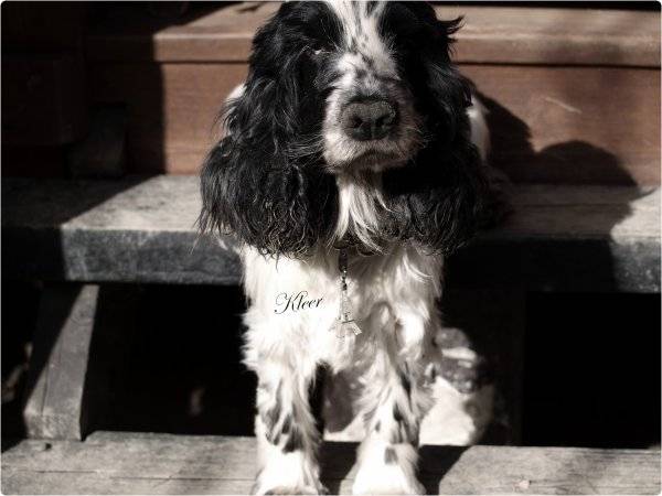 Verlaine - Cocker Anglais Mâle (5 ans)