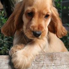 benny - Cocker Anglais Mâle (8 mois)
