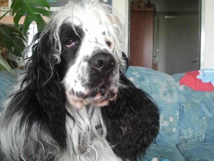 Angelo - Cocker Anglais Mâle (3 ans)