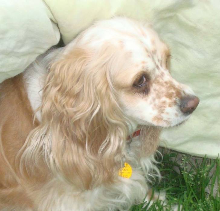 Shanie - Cocker Anglais (4 ans)