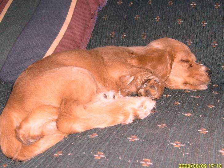 Canela 1 - Cocker Anglais (4 ans)