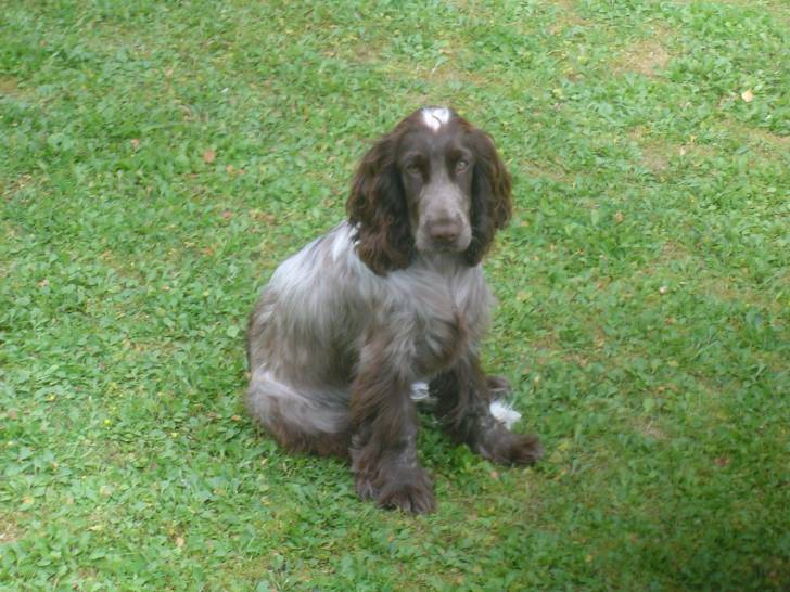 Monty - Cocker Anglais Mâle (2 ans)