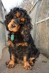 Billy - Cocker Anglais Mâle (5 ans)