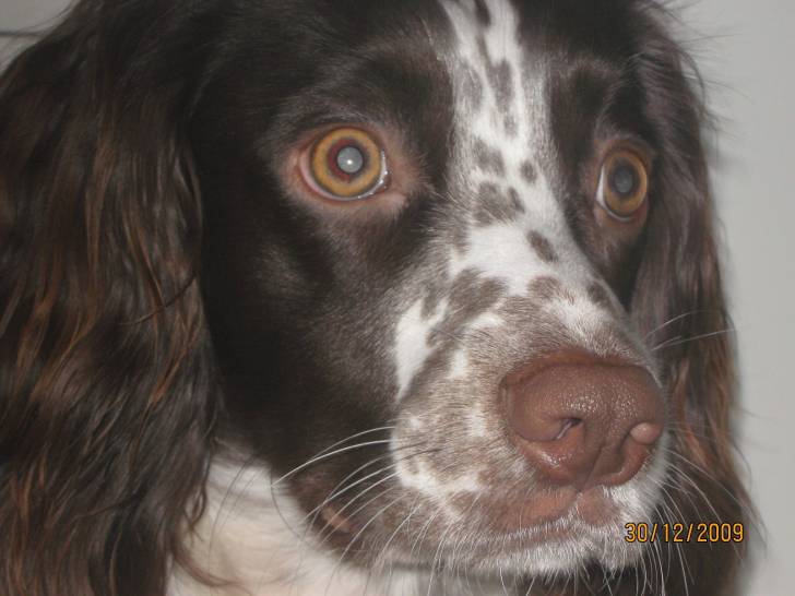 Monty - Cocker Anglais Mâle (4 ans)