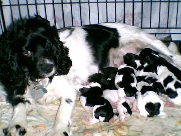 Bess and her puppies - Cocker Anglais (4 ans)