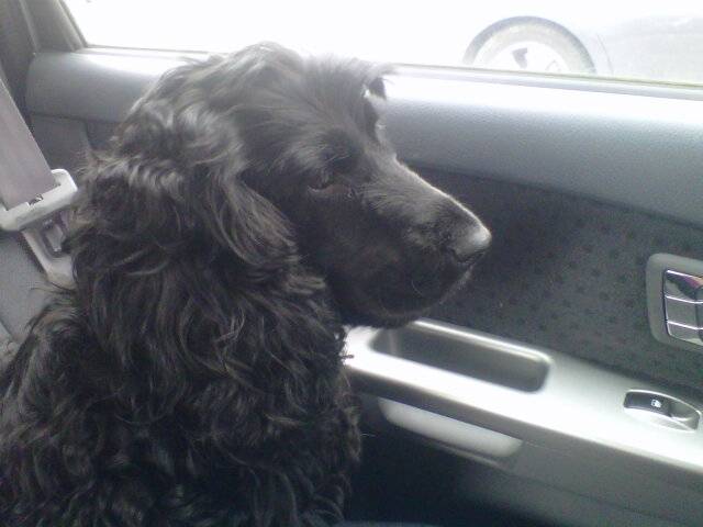 penny - Cocker Anglais (4 ans)