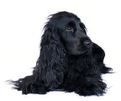 Roni - Cocker Anglais Mâle (8 ans)