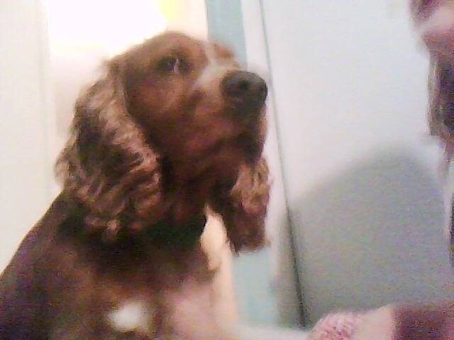 api - Cocker Anglais Mâle (4 ans)