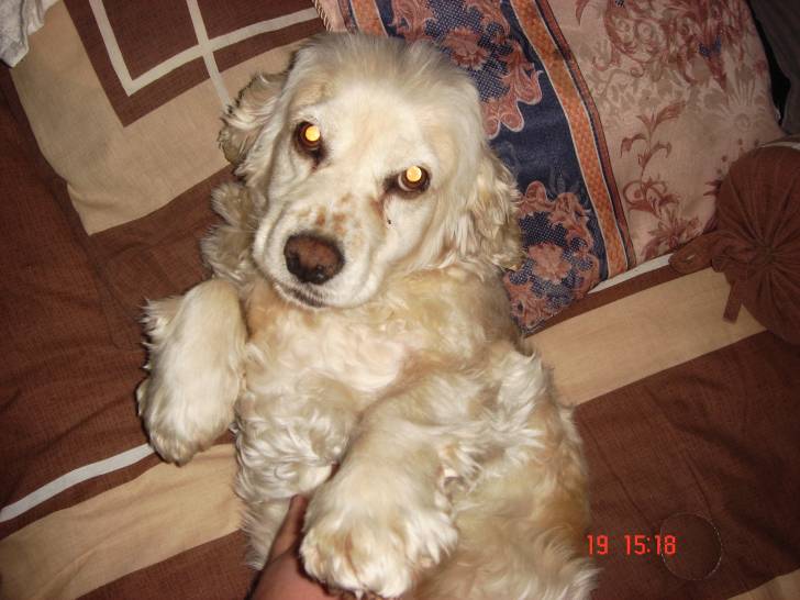 llema - Cocker Anglais (3 ans)